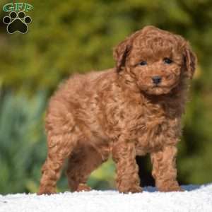 Karson, Miniature Poodle Puppy